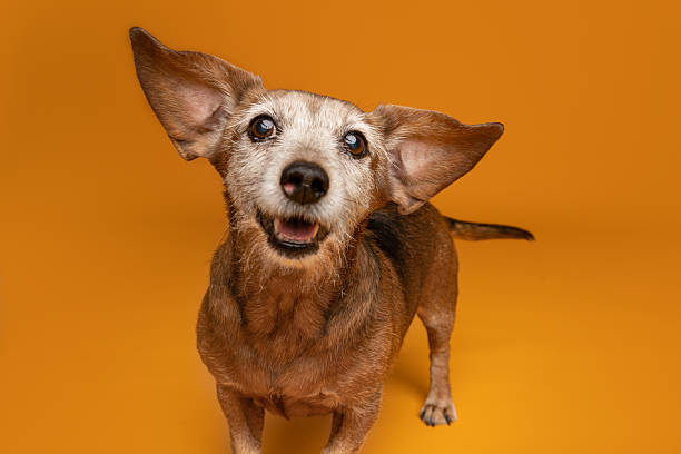 Cheerful Senior Dachshund With Big Ears on Orange Background