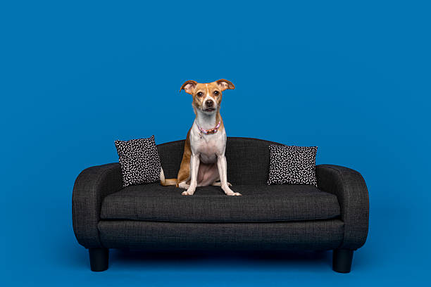 istock Chihuahua Mix Sitting Proudly on Stylish Sofa 2210181623