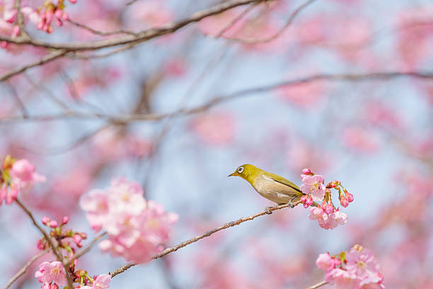 istock Cute white-eye sucking on cherry blossom honey. 2210182091