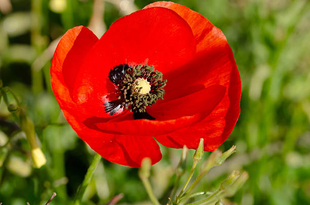 Close up of a vivid red poppy flower in full bloom, surrounded by fresh green grass. The bright floral composition evokes themes of remembrance, nature, and springtime