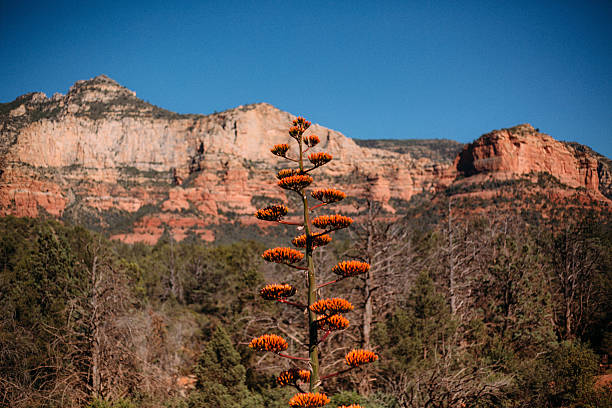 Free picture: scenic, desert, spring