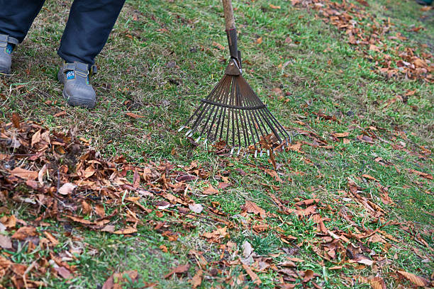 istock Raking clean sweeping fallen leaves with a garden rake 2210183084