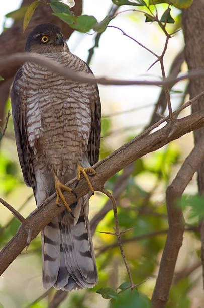 istock Male Eurasian sparrowhawk in a forest. 2210183871