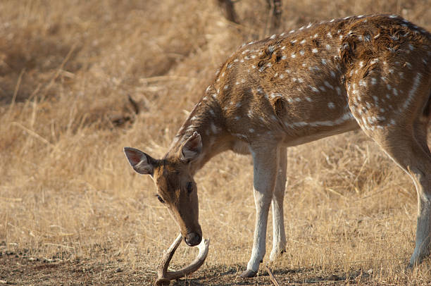 istock Female of chital biting a fallen horn. 2210183959