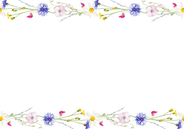 istock Watercolor floral seamless border. Wild meadow blue cornflowers, chamomile, pink, violet, orange, yellow flowers, herb 2210185251