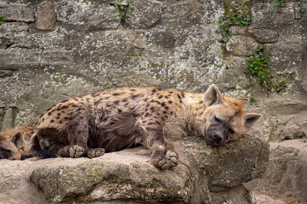 Hyena in a zoo sleeping on the rocks