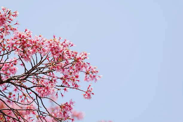 istock Close-up of cherry blossoms, spring plants, bright pink 2210186082
