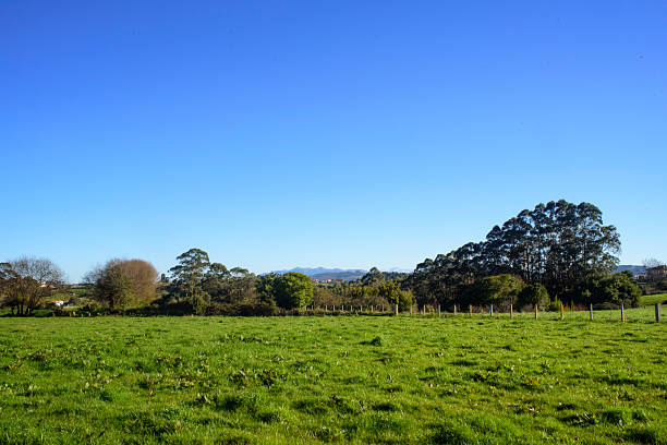 istock Green pasture field in Asturias 2210186195