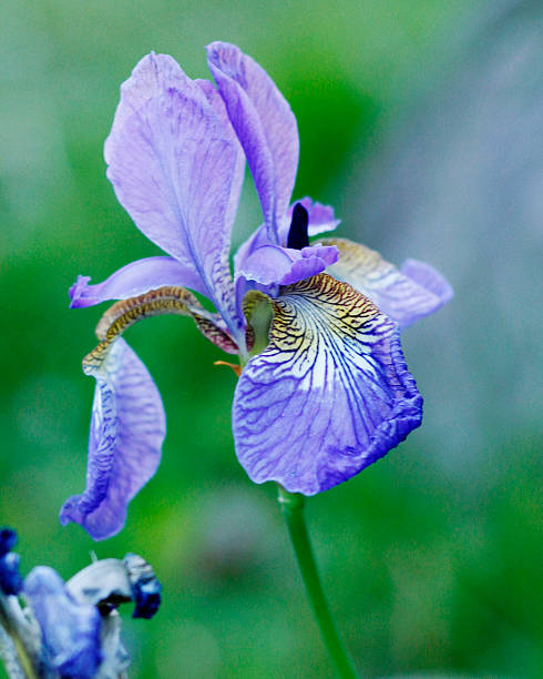 istock Close-up of a blue Iris flower 2210187644