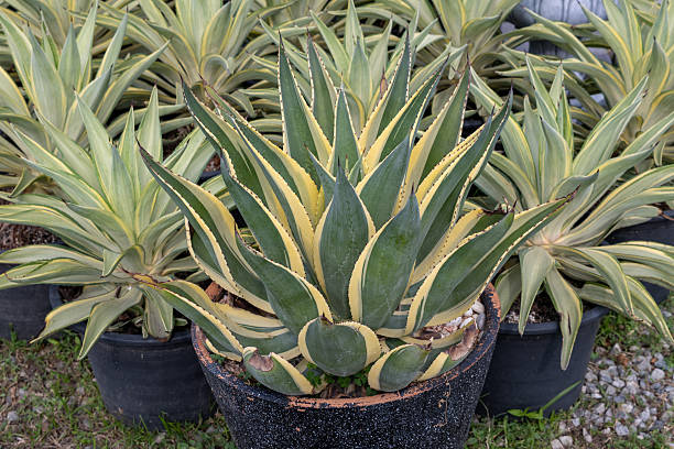 istock Cactus care tips for thriving plants home garden guide indoor close-up greenery 2210187938