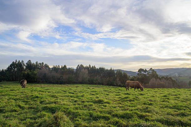 Distant cows in green field in Asturias