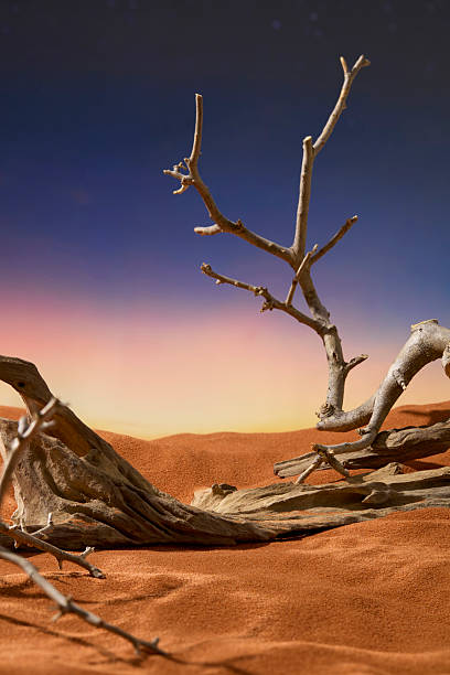 istock Arid wood covered with sharp thorns. The trunks of trees twisted into various shapes. Sand formed an uneven surface and undulating dunes. Sunset sky had a gradient from deep purple to bright pink. 2210191120