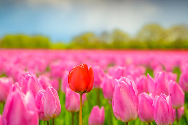 Colorful blossoming tulip flowers in a field surrounded by trees during springtime with stormy clouds above. The flower bulb field is located in Drenthe, a lesser known area for tulip fields in The Netherlands. One red tulip stands out from the rest of the flowers.