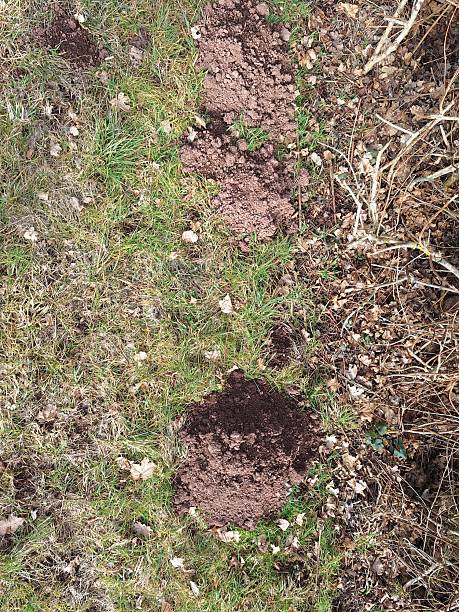 istock Close-up of a molehill in a field in Germany 2210192045