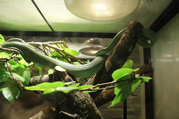 istock Philodryas baroni green long snake crawls on branches and snags in terrarium 2210193782