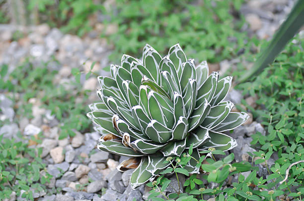 Agave Victoriae reginae,   Agave  spp or AGAVACEAE or Agave plant