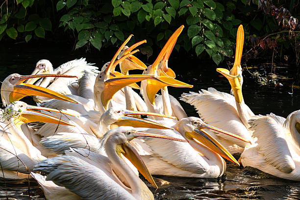istock Great White Pelican, Pelecanus onocrotalus in a park 2210196428