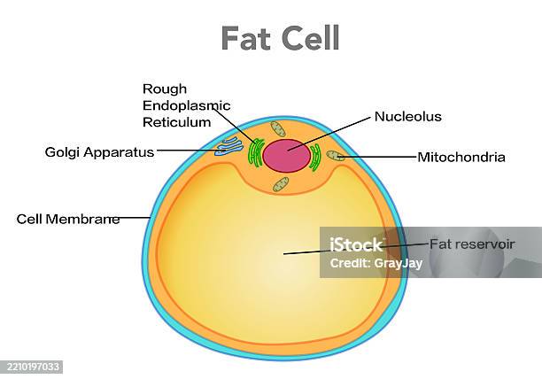 Fat Cell Layer Fat Cell Adipocyte Structure Cell Anatomy They Are Cells That Form Fat ...