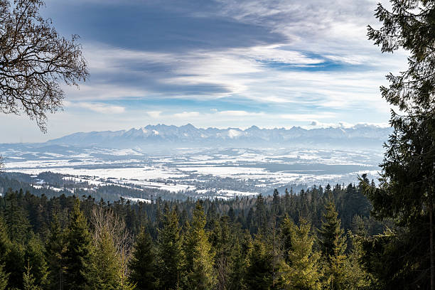 A stunning panoramic view of the snow-covered Tatra Mountains in Poland, framed by evergreen forests and a dramatic winter sky.