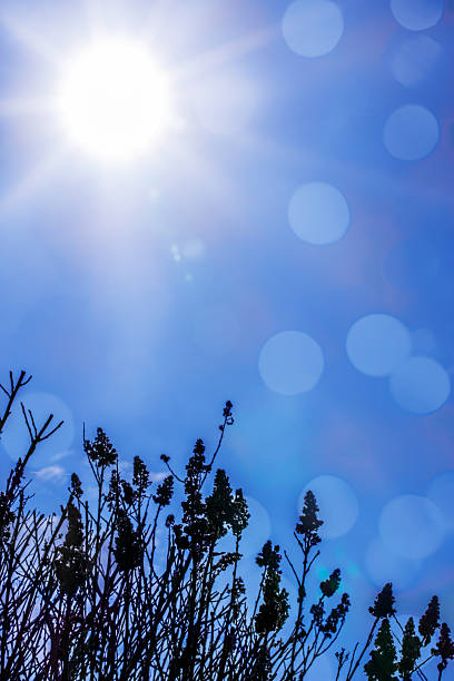 Vibrant sunlight radiates from above, illuminating a clear blue sky while silhouetting slender plants below. The scene captures a serene and uplifting moment outdoors. Beautiful bokeh lights, space for copy.