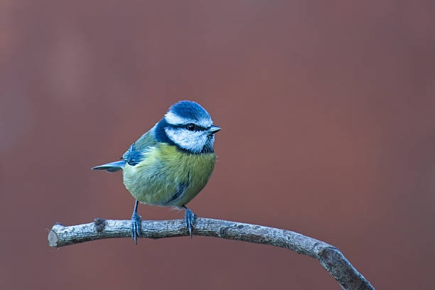 3D Render of a Cute Blue Bird Character
