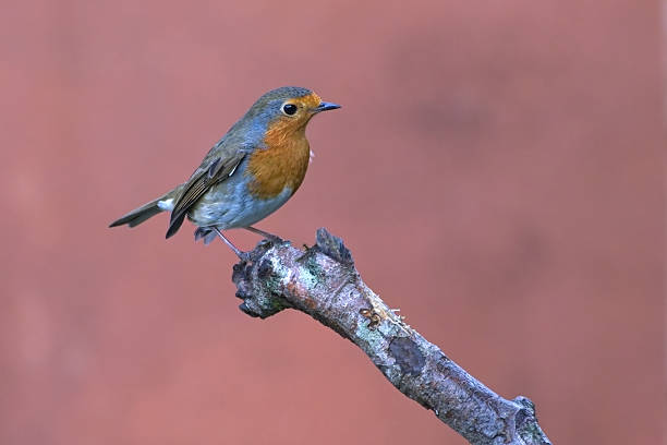 Robin perched on a tree branch against a plain out of focus background.