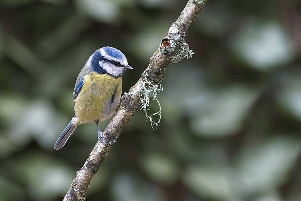 istock Blue Tit (Cyanistes caeruleus) Perched On A Tree Branch Isolated Against A Plain Out Of Focus Background 2210199864