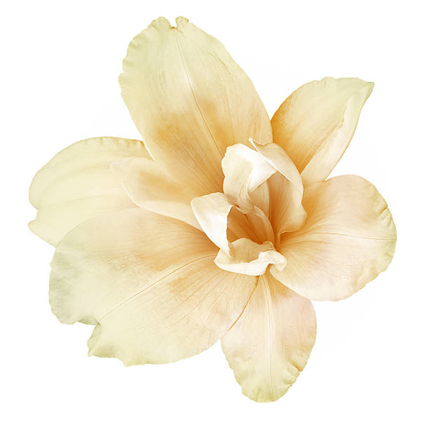 Lily  flower  on white isolated background with clipping path.  Closeup. For design. View from above.  Nature.