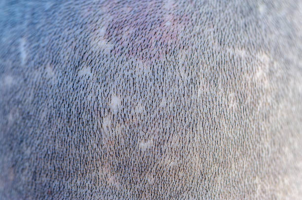 Rear view of bald woman head