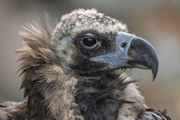 istock Cinereous vulture (Aegypius monachus) is a large raptorial bird that is distributed through much of temperate Eurasia. It is also known as the black vulture, monk or Eurasian black vulture. 2210202612