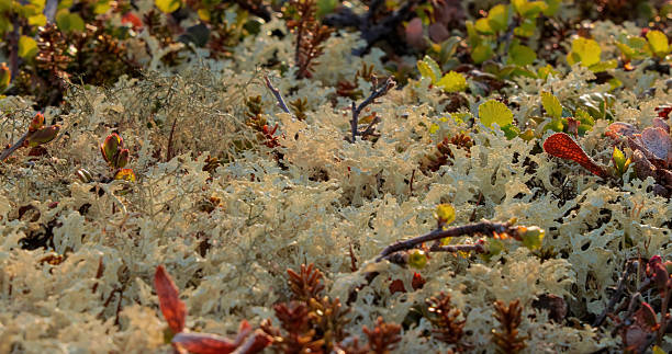 istock Arctic Tundra lichen moss close-up. 2210202614