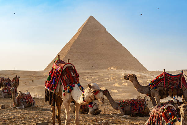 istock Camel caravan resting near Great Pyramid at Giza during sunset with colorful decorations and desert landscape 2210204217