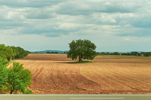 Rural landscape with a tree in the plowed clay field. Spain. Selective focus
