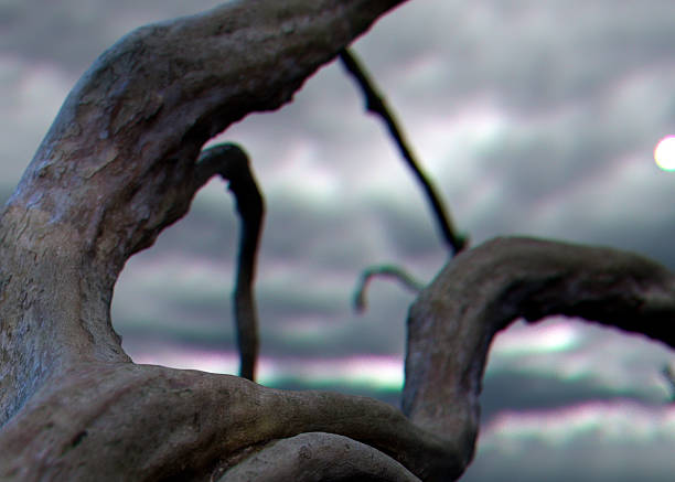 A piece of dried driftwood on a dark cloudy ominous sky background - 3D render