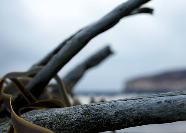 A piece of dried driftwood on a dark cloudy ominous sky background - 3D render