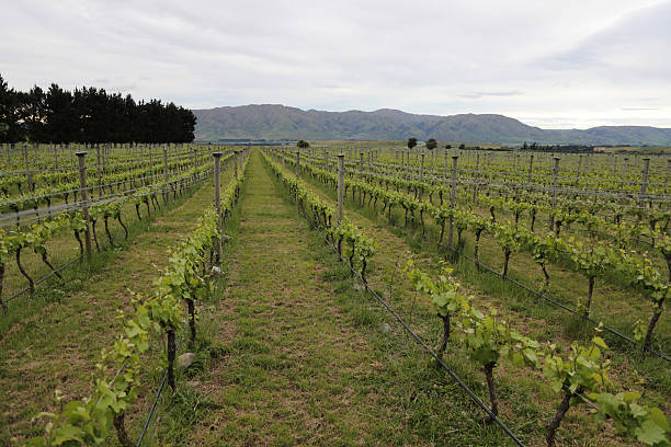 istock Neuseeland - Weingarten / New Zealand - Vineyard 2210208149