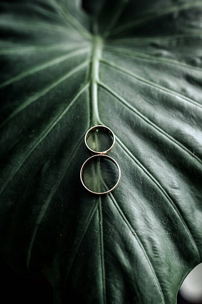 istock Two gold rings are placed on a leafy green plant 2210208165