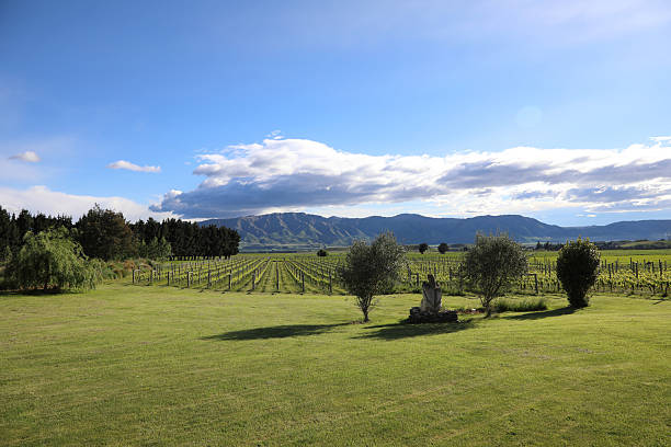 Neuseeland - Weingarten / New Zealand - Vineyard