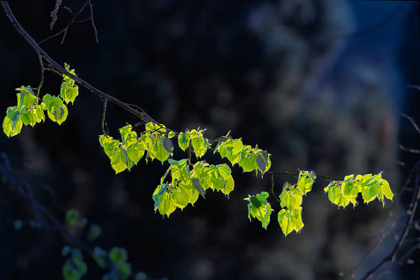 istock tree leaves backlit in the morning light 2210209456