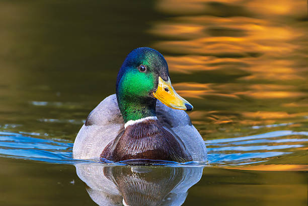 mallard duck in a pond in the morning light