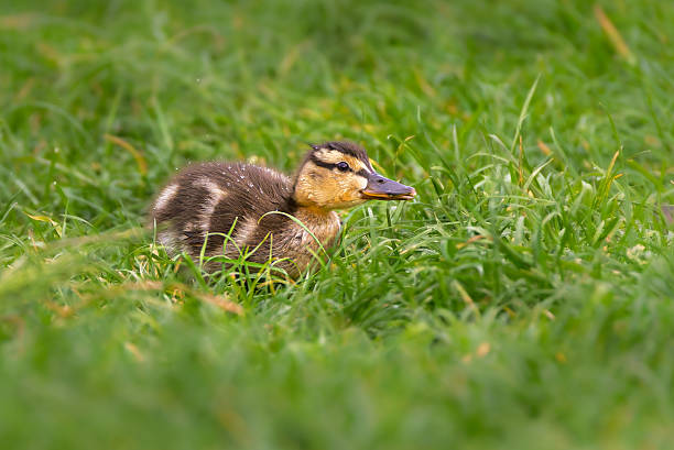 istock duckling in a pond in the morning light 2210209533