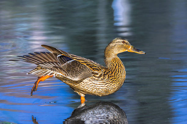 mallard duck