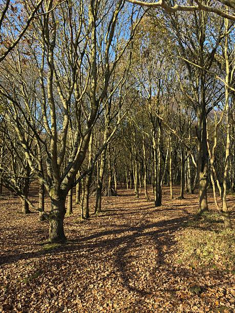 istock Sunny Autumn Day on Highgate Common, Staffordshire, England 2210209572