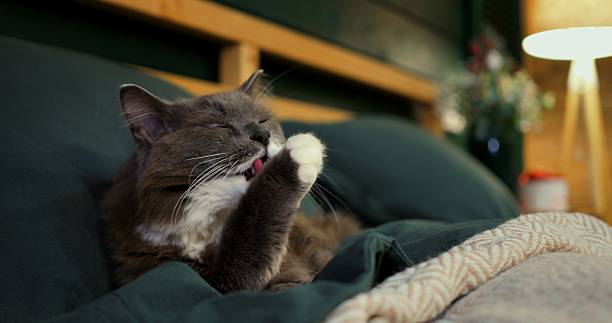 istock Fluffy grey and white cat meticulously grooming itself while lying on a cozy bed with dark green sheets and a patterned blanket, in a warmly lit bedroom. Cozy place to relax, pets concept 2210211059