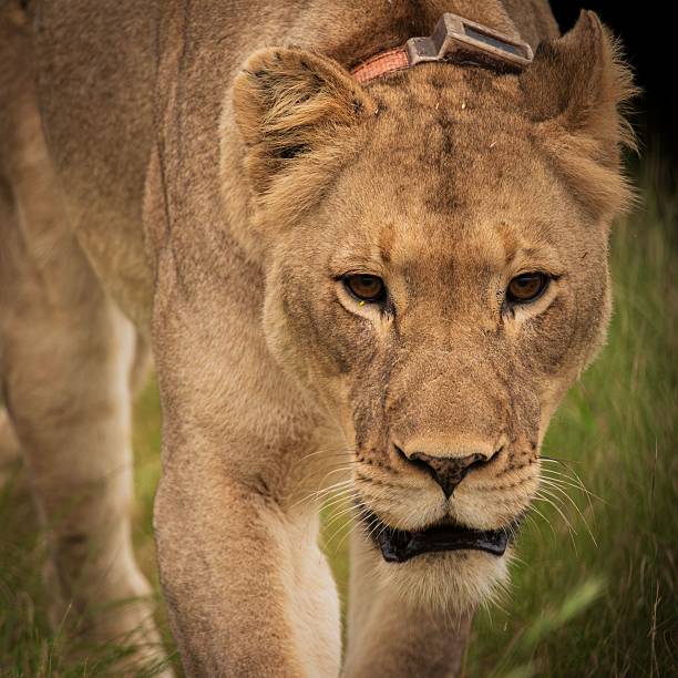 Close-up of a lioness wearing a tracking collar in the wild, showcasing its intense gaze and natural habitat.
