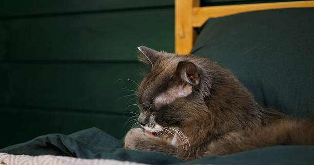 istock Grey and white cat meticulously washes its face and paws while comfortably resting on a soft, green blanket against a dark green background. Cozy place to relax, pets concept 2210211138