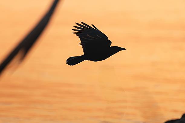 Silhouette of a bird in flight against a warm orange sunset sky, capturing the essence of freedom and nature's beauty.