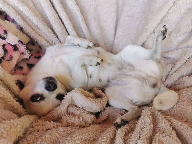 istock chihuahua is at her home 2210213252