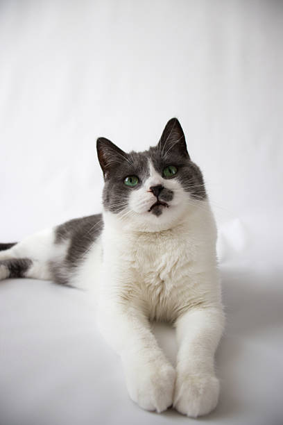 Curious cat with green eyes lies on a white background. Selective focus.