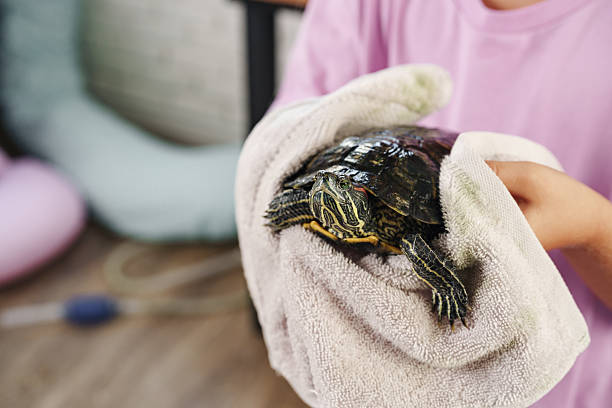 istock Child gently holds turtle wrapped in towel while indoors during daylight 2210214343